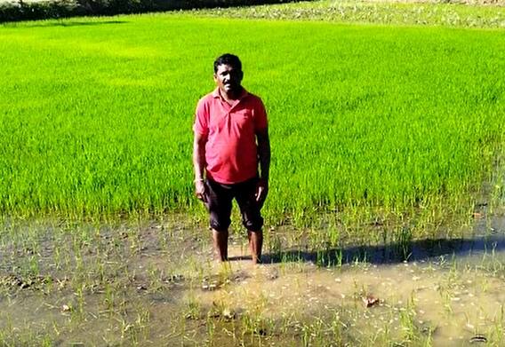 शेतकऱ्याचा जुगाड, 'भाताच्या नर्सरीवर' देशी दारुची फवारणी