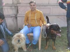 Kota Mahotsav: स्कार्फ बांधकर, टाई और तिलक लगाकर आए 241 डॉग्स, देखें गजब करतब की तस्वीरें