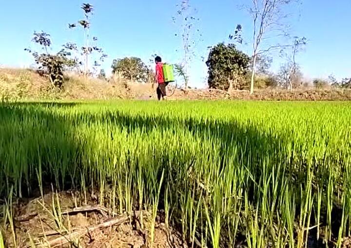 सुरुवातीला परिसरातील शेतकऱ्यांनी भुते यांची टिंगल टवाळी केली होती.  मात्र, आता तेच शेतकरी त्यांची भात पिकांची नर्सरी बघायला शेतात येत आहेत.