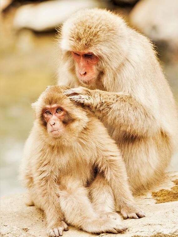 ਬੰਦਰ ਨੂੰ ਅਦਰਕ ਦਾ ਸੁਆਦ ਕਿਉਂ ਨਹੀਂ ਪਤਾ ਹੁੰਦਾ, ਜਾਣੋ ਦਿਲਚਸਪ ਕਹਾਣੀ