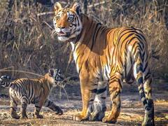 अमानगढ़ टाइगर रिजर्व में पेट्रोलिंग के लिए होगा नई तकनीकी का इस्तेमाल, इस संस्था ने की है मदद