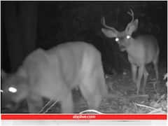 जंगल में एक साथ नजर आए तेंदुआ और हिरण, वीडियो देख चकराया दिमाग