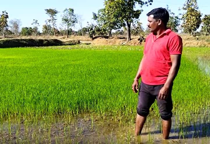 लाखनी तालुक्यातील जेवनाळा येथील शेतकरी प्रमोद भुते यांनी भात नर्सरीतील रोपांवर चक्क पाण्याच्या मिश्रणाने देशी दारूची फवारणी केली. त्यानंतर काही दिवसातच त्याचा परिणाम जाणवू लागला.