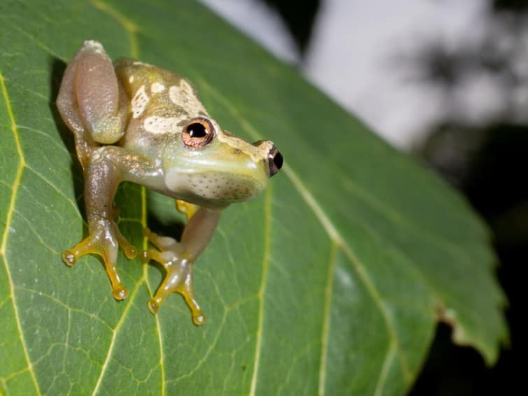 Hunting For Rare Toad, Scientists Discover A Voiceless Species Of Frog Hunting For Rare Toad, Scientists Discover A Voiceless Species Of Frog