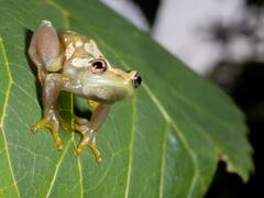 Hunting For Rare Toad, Scientists Discover A Voiceless Species Of Frog