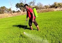 Bhandara : देशी दारुचा जुगाड, 'भाताची नर्सरी' हिरवीगार