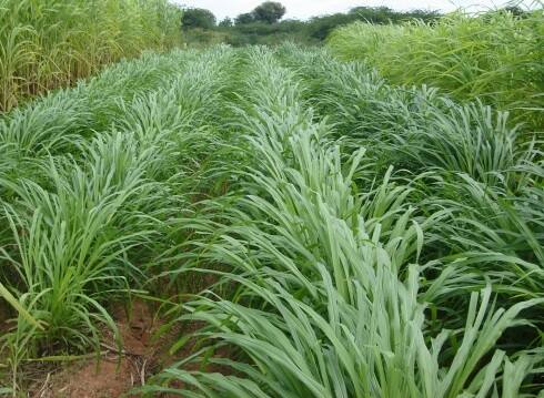 Profitable Farming : Itarsi Farmer Earning 50 Lakh in 80 Days by Making Green Fodder Profitable Farming : આ ખેડૂતે કરી બતાવી કમાલ, માત્ર 80 દિવસમાં જ કમાય છે રૂપિયા 50 લાખ