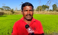 Bhandara : देशी दारुचा जुगाड, 'भाताची नर्सरी' हिरवीगार