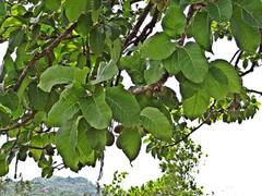 एक जिला, एक उत्पाद में महुआ चिन्हित... एमपी का ऐसे नाम रोशन कर रही ये फसल