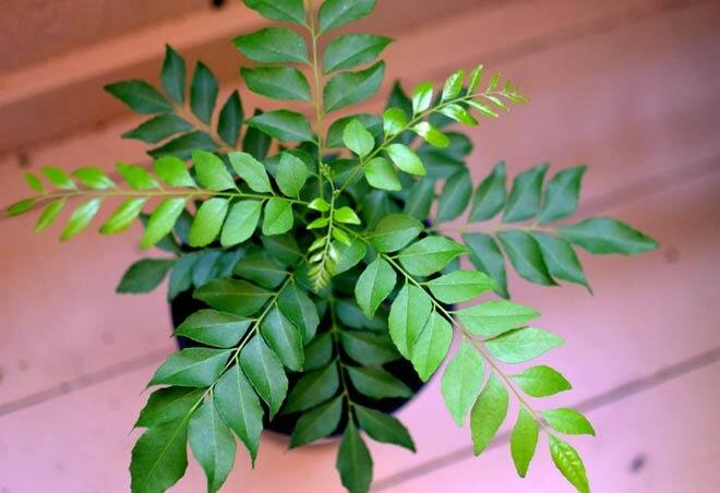 Curry Leaves : कढीपत्ता जीवनसत्त्वांचा समृद्ध स्त्रोत आहे. टाळूचं पोषण करण्यासाठी आणि केसांची वाढ सुधारण्यासाठी कढीपत्त्याचा वापर केला जातो.