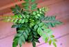 Curry Leaves : चमकदार आणि घनदाट केसांसाठी 'हे' सोपे उपाय