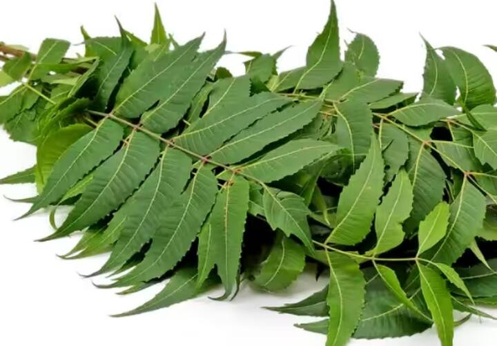 নিম তেলে প্রচুর পরিমাণে ভিটামিন-ই এবং ফ্যাটি অ্যাসিড রয়েছে। যা ত্বক ও চুলের জন্য খুবই উপকারী।