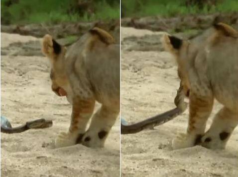 lion-went-to-hunt-python-but-had-to-run-away-fearing-snake-attack Viral Video: ਸ਼ੇਰ ਨੂੰ ਅਜਗਰ ਦਾ ਸ਼ਿਕਾਰ ਕਰਨ ਦੀ ਇੱਛਾ ਭਾਰੀ ਪੈ ਗਈ, ਸਾਹਮਣੇ ਤੋਂ ਹਮਲਾ ਹੁੰਦੇ ਹੀ ਭੱਜ ਗਿਆ ਸ਼ਿਕਾਰੀ