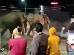 हरिद्वार में जंगली हाथियों के आतंक से किसान परेशान, इलाके में दहशत का माहौल