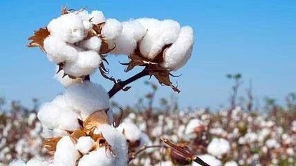 मात्र शेतकऱ्यांचा अंदाज प्रारंभीपासूनच सपशेल चुकला असून सातत्याने दरात घट होत असल्याने शेतकरी अडचणीत सापडले आहेत.