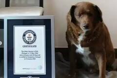 Viral Video: 30 ਸਾਲਾ ਕੁੱਤੇ ਨੇ ਰਚਿਆ ਇਤਿਹਾਸ, ਗਿਨੀਜ਼ ਬੁੱਕ ਆਫ ਵਰਲਡ ਰਿਕਾਰਡ 'ਚ ਦਰਜ਼ ਹੋਈਆ ਨਾਂ