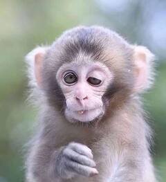 Monkeys Unknown facts: 'குரங்குகள் பேன் பார்ப்பது இதற்கு தானா?’ செல்லக் குட்டிகள் பற்றிய சுவாரஸ்ய தகவல்கள்!