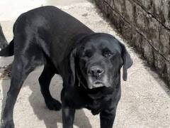 तिब्बती धर्मगुरु दलाई लामा की सुरक्षा में तैनात डूका होगा रिटायर, 12 साल की सेवा होगी खत्म