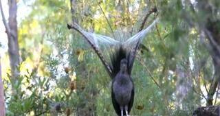 Viral Video: ਤੋਤਾ ਨਹੀਂ ਪਰ ਫਿਰ ਵੀ ਕਈ ਭਾਸ਼ਾਵਾਂ ਬੋਲਦਾ ਹੈ! ਪੰਛੀ ਦੀ ਅਨੋਖੀ ਪ੍ਰਤਿਭਾ ਦੇਖ ਕੇ ਤੁਸੀਂ ਵੀ ਰਹਿ ਜਾਓਗੇ ਹੈਰਾਨ