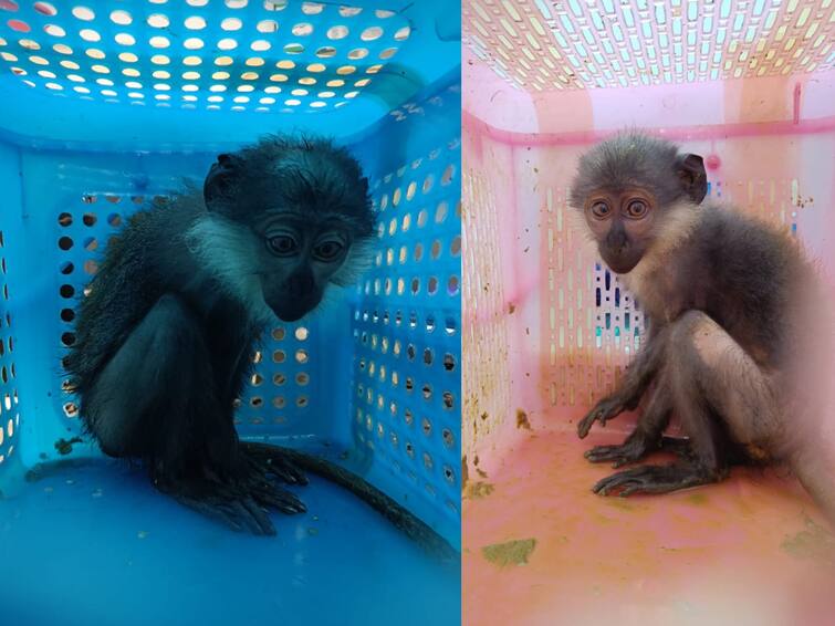 Monkeys abduction who arrived from Bangkok by FD-153 was intercepted by chennai Customs Crime : மீண்டும் கடத்தப்பட்ட குரங்குக்குட்டிகள்.. சென்னை விமான நிலையத்தில் பரபரப்பு.. நடந்தது என்ன?