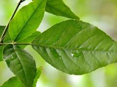 Mahashivratri 2023 Date: જો તમને મહાશિવરાત્રિ પહેલા આ 6 સંકેતો મળે તો સમજી લો કે ભગવાન શિવના આશીર્વાદ તમારા પર વરસશે