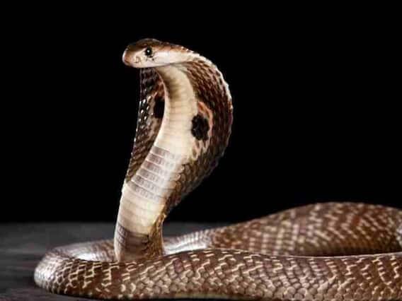 સ્વપ્ન પુસ્તક કહે છે કે મહાશિવરાત્રિ પહેલા સપનામાં નાગ દેવતાનું દેખાવું ધનમાં વૃદ્ધિનો સંકેત માનવામાં આવે છે.