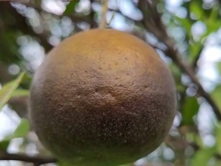 जिल्ह्यात साधारणतः दीड ते दोन हजार हेक्टर शेतीत संत्रा लागवड केलेली आहे.