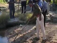 छत्तीसगढ़ के इस जिले में तेंदुए के बाद बाघ आतंक, एक को बनाया शिकार दूसरे ने भागकर बचाई जान