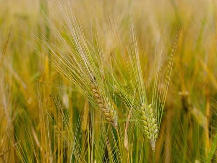 Agriculture News Climate change likely to hit wheat Crop Says scientists in Akola Maharashtra News हवामानातील बदलांचा गव्हाला फटका? उत्पादनासोबतच दर्जावरही परिणाम होण्याचा अंदाज; शास्त्रज्ञांनी व्यक्त केली भीती