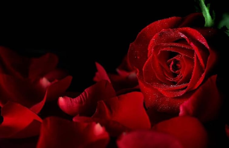 Rose Day 2023 History Significance of Valentines Rose Day જાણો ક્યારે છે Rose Day? તેના ઇતિહાસથી લઈને મહત્વ સુધી જાણો સમગ્ર બાબત