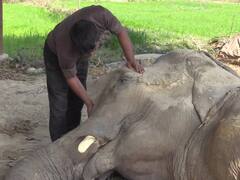 15 दिन से खड़े नहीं हो पा रहे हाथी की मदद करेगी सेना, रुड़की से 35 जवान रवाना