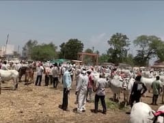 Photo: यात्रेच्या निमित्ताने अक्कलकुवा बैल बाजार फुलला