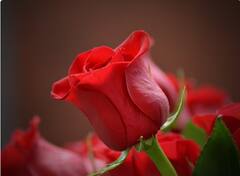 Valentine Day: ਲ਼ਵ ਮੈਰਿਜ 'ਚ ਆ ਰਹੀ ਹੈ ਰੁਕਾਵਟ, ਤਾਂ ਕਰੋ ਗੁਲਾਬ ਦੇ ਫੁੱਲ ਨਾਲ ਇਹ ਉਪਾਅ