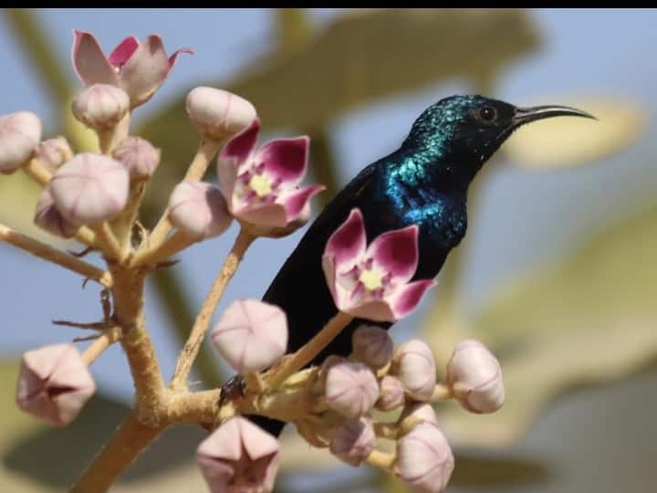 आर्यन की जो फोटोज प्रदर्शनी में लगाई गई हैं वो पक्षियों की है. आर्यन शर्मा की के द्वारा खींची गई पक्षियों की ये फोटोज बहुत ही सुंदर हैं.