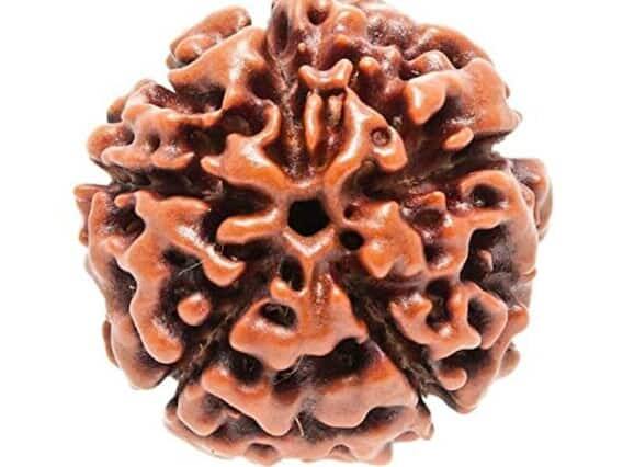 રૂદ્રાક્ષને શિવનું સ્વરૂપ માનવામાં આવે છે. કહેવાય છે કે મહાશિવરાત્રિ પહેલા જો સપનામાં રુદ્રાક્ષની માળા અથવા તો એક માળા જોવા મળે તો તેને ભગવાન શિવનો આશીર્વાદ માનવામાં આવે છે. મતલબ કે ભોલેનાથની કૃપાથી તમારા દુ:ખ, રોગ, દોષ દૂર થશે અને ખરાબ કામ થશે.