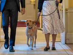 कुत्ते को टहलाकर महिला कमा रही लाखों, डेढ़ साल में ही चुका दिया 10 लाख रुपये का कर्ज