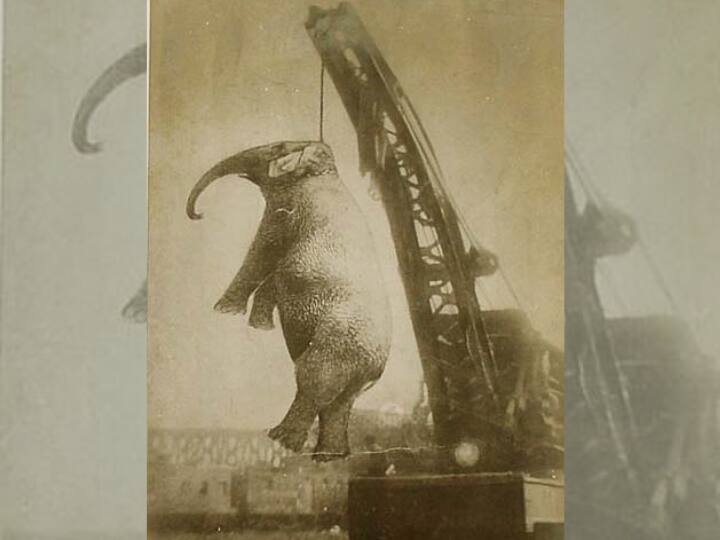 An elephant named Mary was hanged among thousands of people in America know the reason behind this हजारों लोगों की भीड़ के सामने दी गई थी इस हाथी को फांसी, कसूर ये था