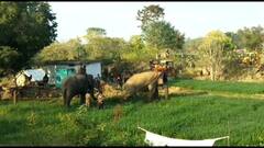 தருமபுரி:  மயக்க ஊசி செலுத்தி பிடிக்கப்பட்ட யானை, மற்றொரு யானையும் பிடிக்க விவசாயிகள் கோரிக்கை