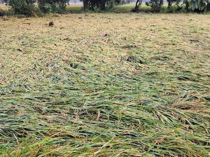 Our livelihood is the concern of farmers in Poche Karur TNN மழையால் சாய்ந்த நெற்கதிர்கள்...தங்களின் வாழ்வாதாரமே போச்சே...கரூரில் விவசாயிகள் கவலை