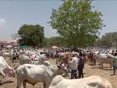 Photo: यात्रेच्या निमित्ताने अक्कलकुवा बैल बाजार फुलला