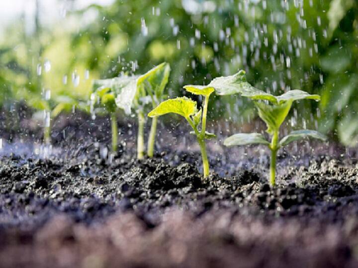 Heavy rains in india can damage farmers crops Alert! आपके यहां अभी भी बिगड़ सकता है मौसम का रुख... किसान भाई जरा सावधान रहें