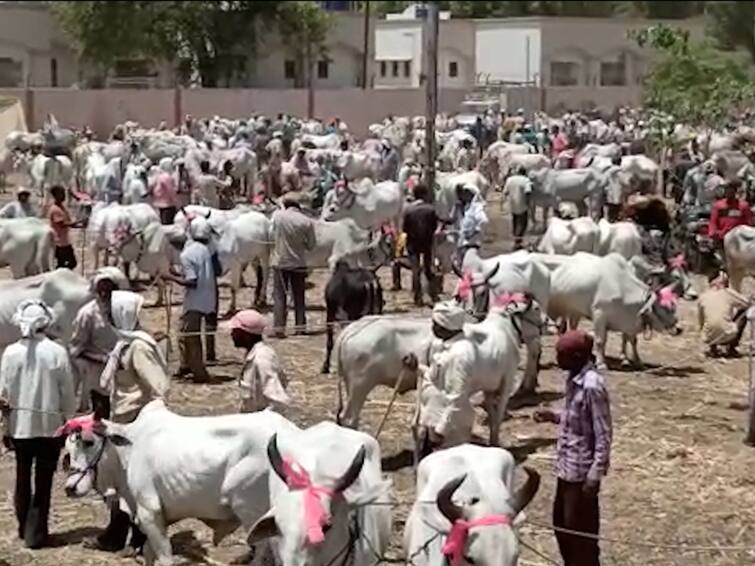 Nandurbar news Bull market flourished during Akkalkuwa Kalika Mata Yatra crores of turnover marathi news Nandurbar: नंदुरबारातील अक्कलकुवा कालिका मातेच्या यात्रेत बैल बाजार फुलला, खरेदी-विक्रीतून कोट्यवधींची उलाढाल