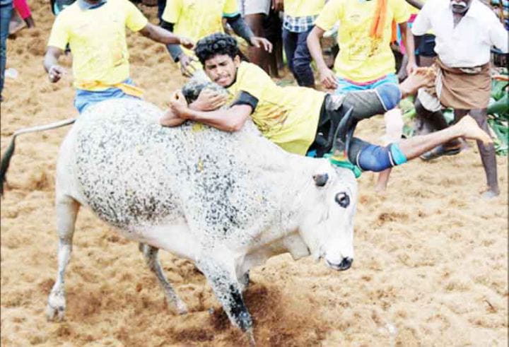 திருச்சி அருகே நடந்த  ஜல்லிக்கட்டு போட்டியில்  காளைகள் முட்டி 28 பேர் காயம்