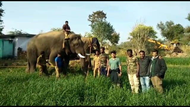 தருமபுரி:  மயக்க ஊசி செலுத்தி பிடிக்கப்பட்ட யானை, மற்றொரு யானையும் பிடிக்க விவசாயிகள் கோரிக்கை