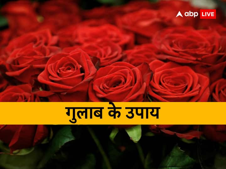 Rose Day: 7 फरवरी को रोज डे से वैलेंटाइन वीक शुरू होगा. गुलाब प्यार का प्रतीक माना गया है. प्रेम संबंधों में मधुरता लाने के लिए इस दिन गुलाब के कुछ खास उपाय कर सकते हैं. ये कपल को करीब लाते हैं.