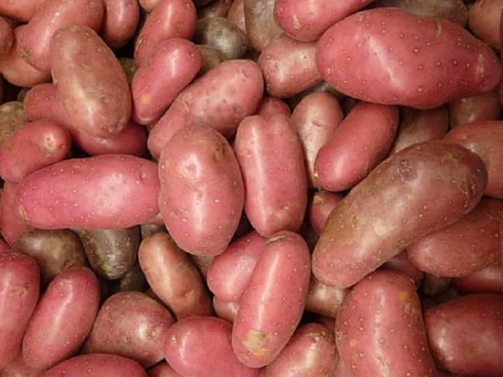 red potato cultivation Farmers in Rajasthan's Sirohi are earning Red Potato: यहां किसानों को भा गई लाल आलू की खेती, अब इस खास तरीके से कमा रहे हैं अच्छा पैसा
