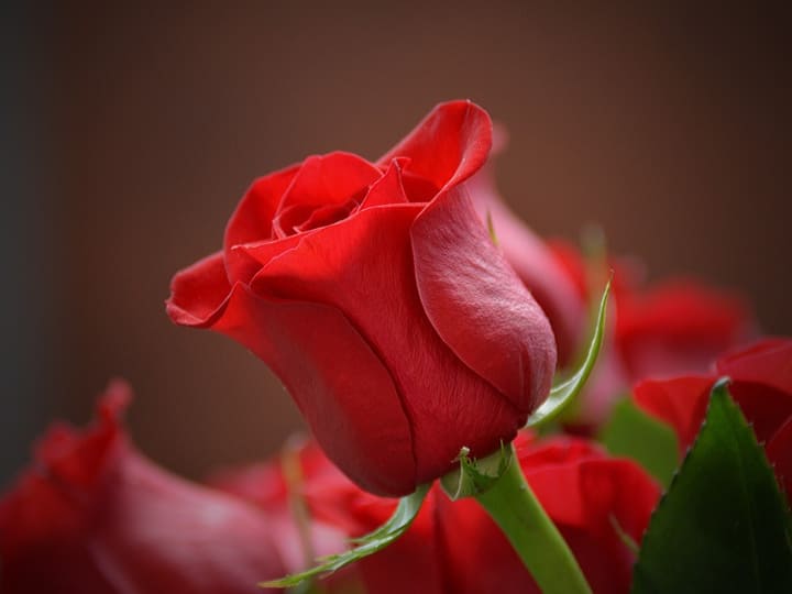 Rose Day online shops website to buy beautiful roses Flowers at cheapest Price in India आस-पास नहीं मिल रहा गुलाब तो इन वेबसाइट से करें ऑर्डर, आज ही रात में पहुंच जाएगा पार्टनर के घर गिफ्ट