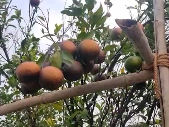 बुलढाणा जिल्ह्यात जळगाव, संग्रामपूर, लोणार परिसरात संत्रा उत्पादक शेतकरी आहेत.