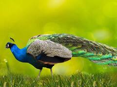 கண்ணைப் பறிக்கும் வண்ண மயில்கள் பற்றிய ஆச்சரியமூட்டும் தகவல்கள்..