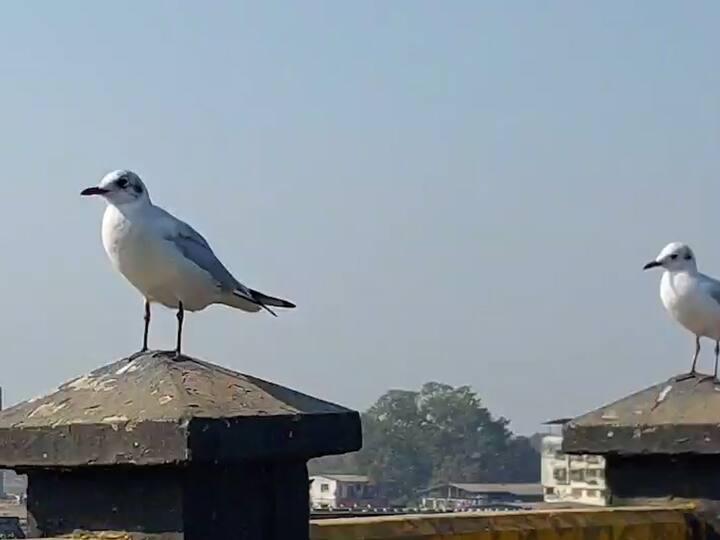 पुढचे दोन महिने हे पक्षी इथेच मुक्काम करतील आणि उन्हाळ्याची चाहूल लागताच पुन्हा एकदा ते माघारी परततील.